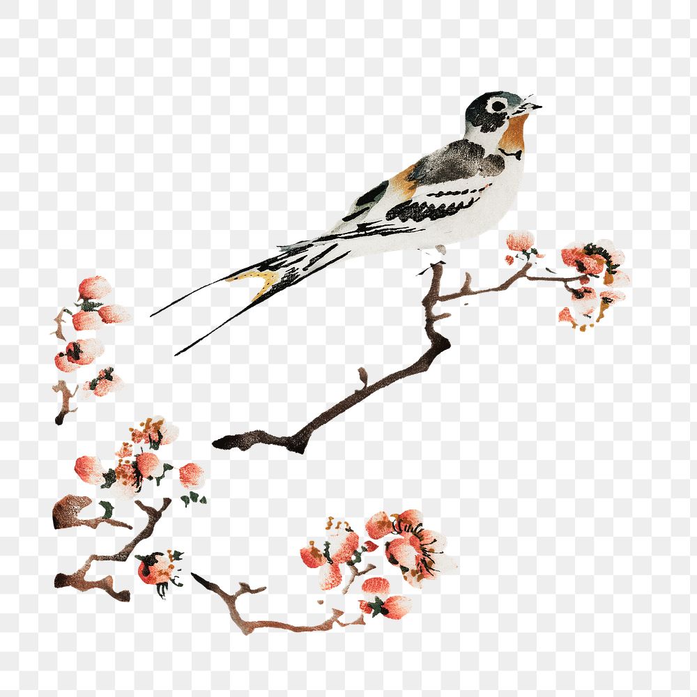 Swallow on a peach branch png on transparent background.   Remastered by rawpixel. 