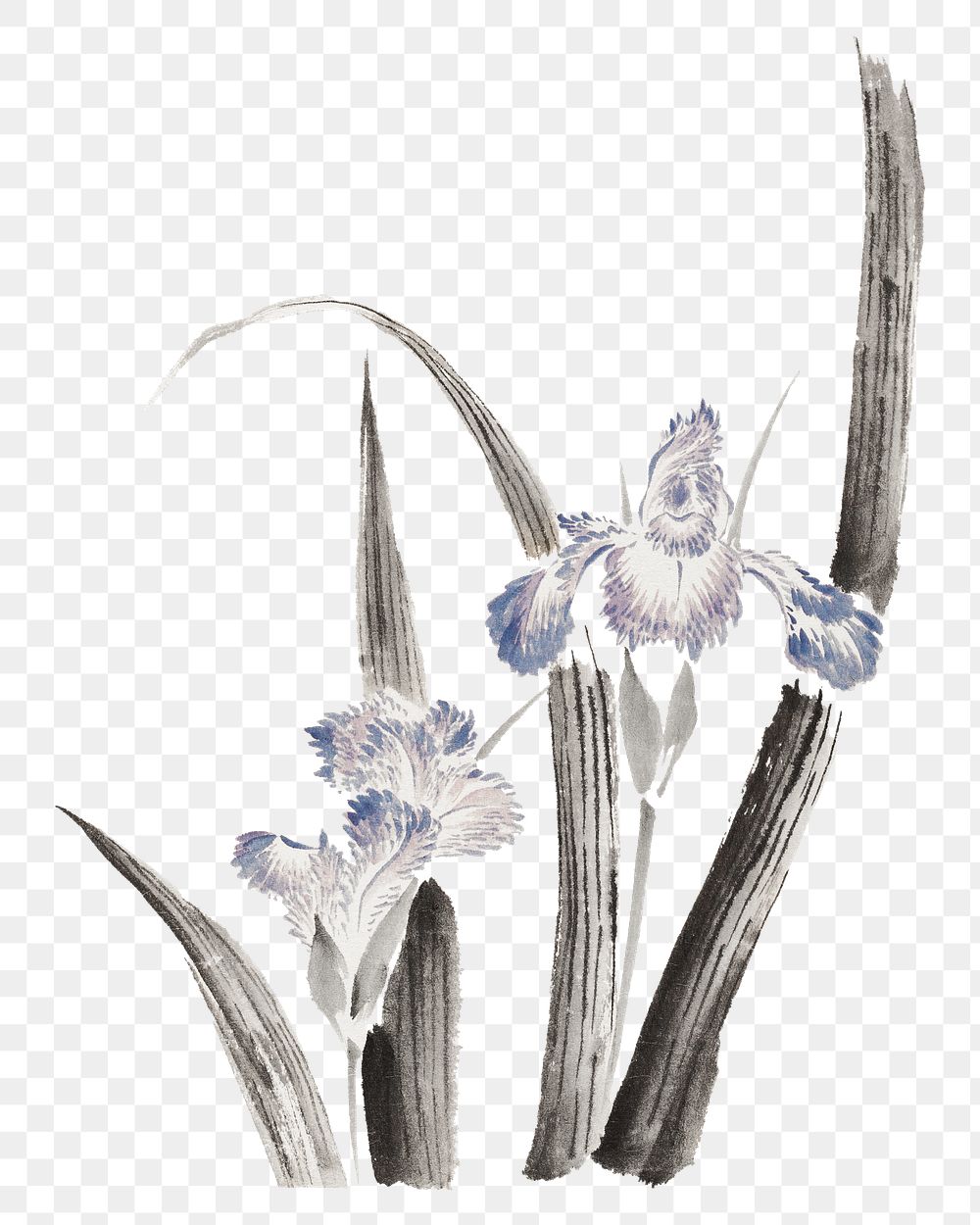 Hokusai’s Japanese iris flower png on transparent background .   Remastered by rawpixel. 