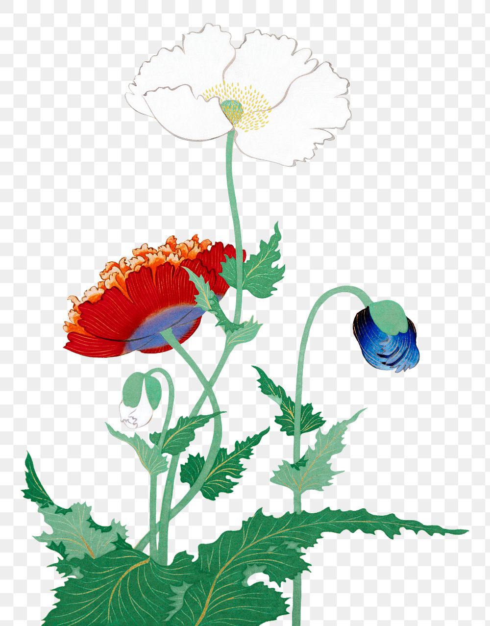 Japanese poppies png on transparent background.    Remastered by rawpixel. 