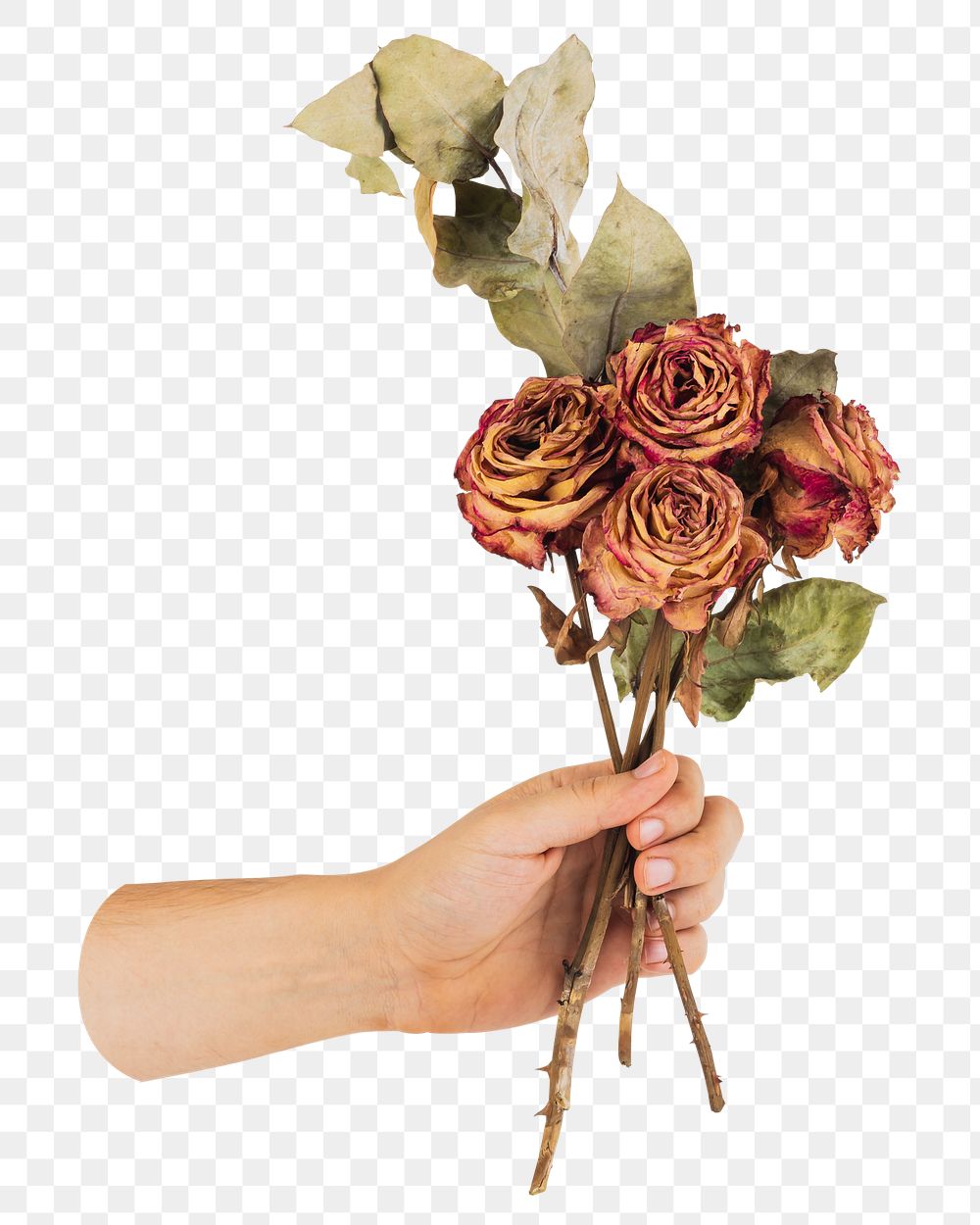 Png hand holding dried roses sticker, transparent background