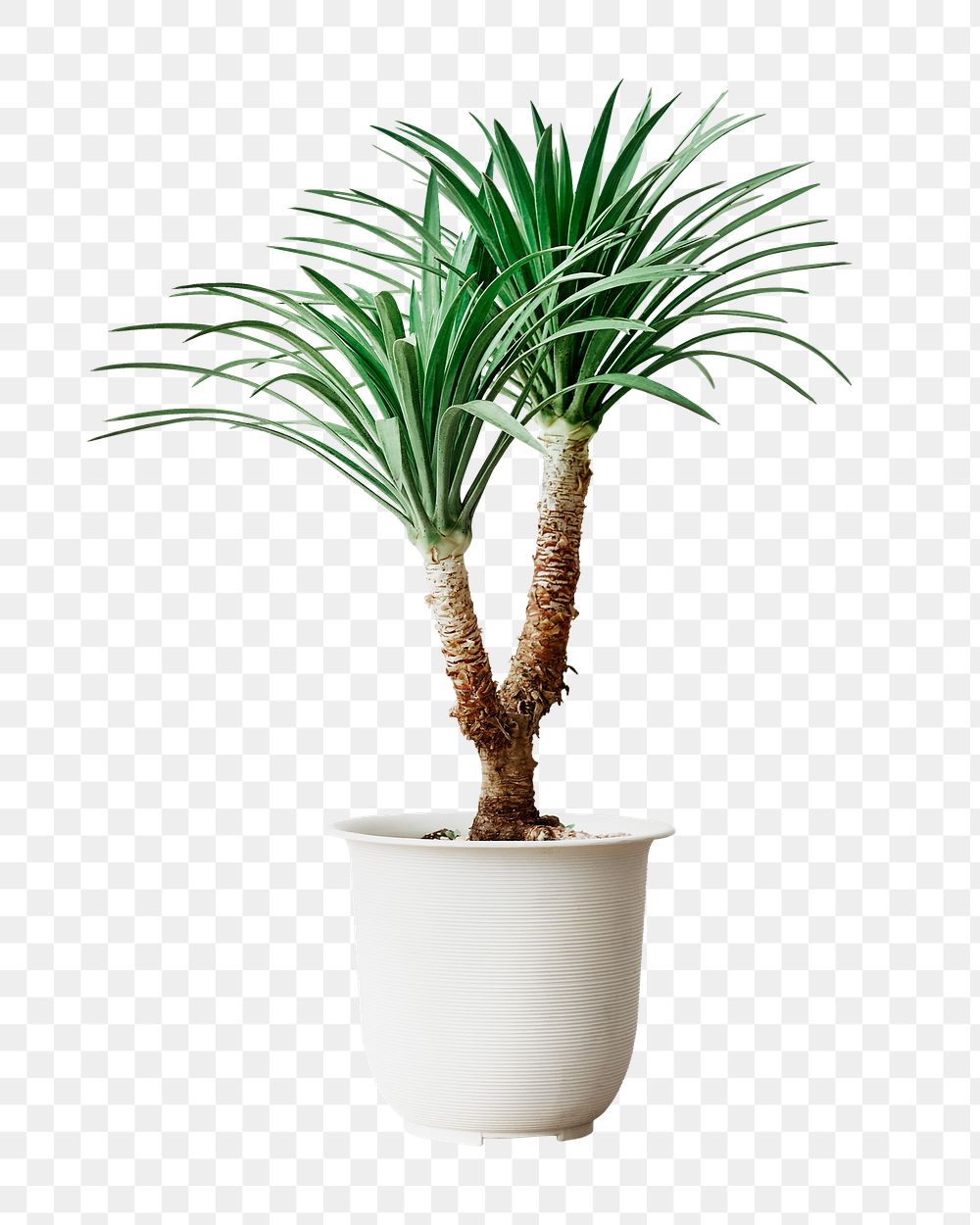 Agave palm tree png sticker, transparent background