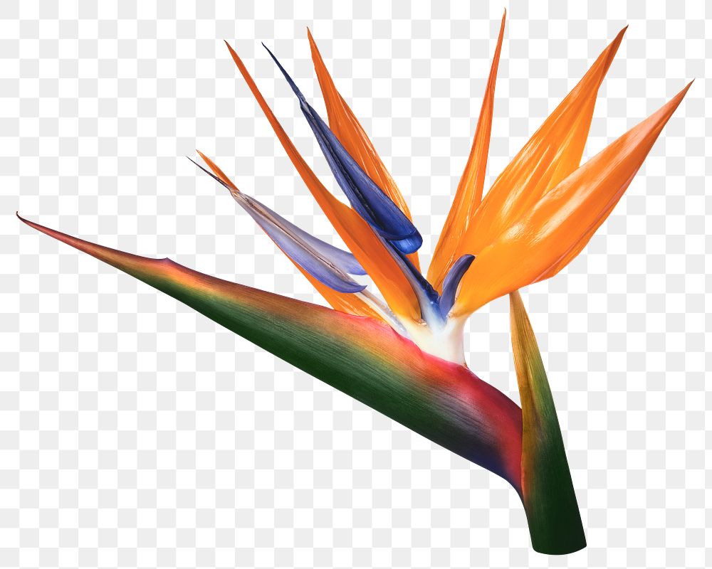 Png bird of paradise flower sticker, transparent background