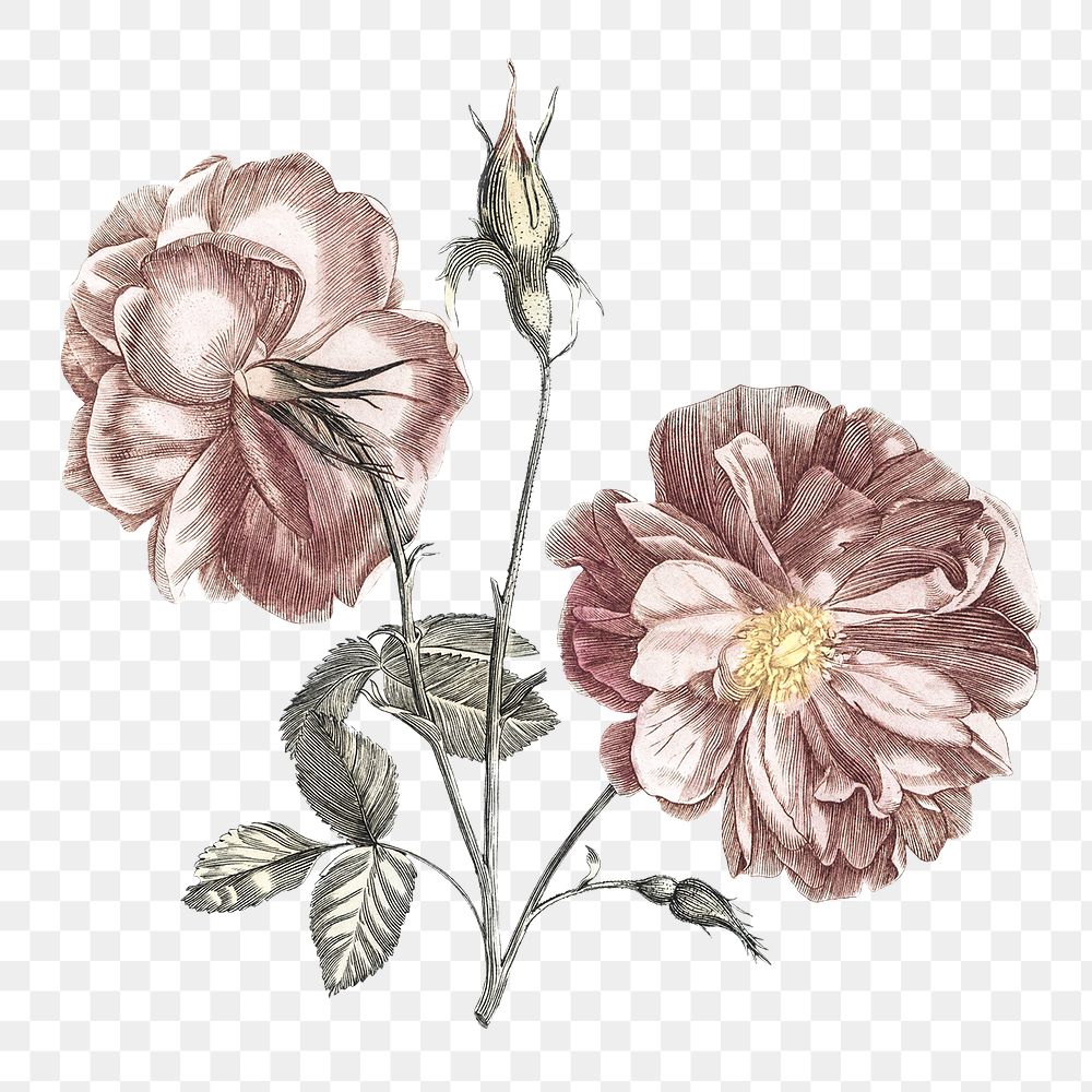 Camellia flower png sticker, transparent background