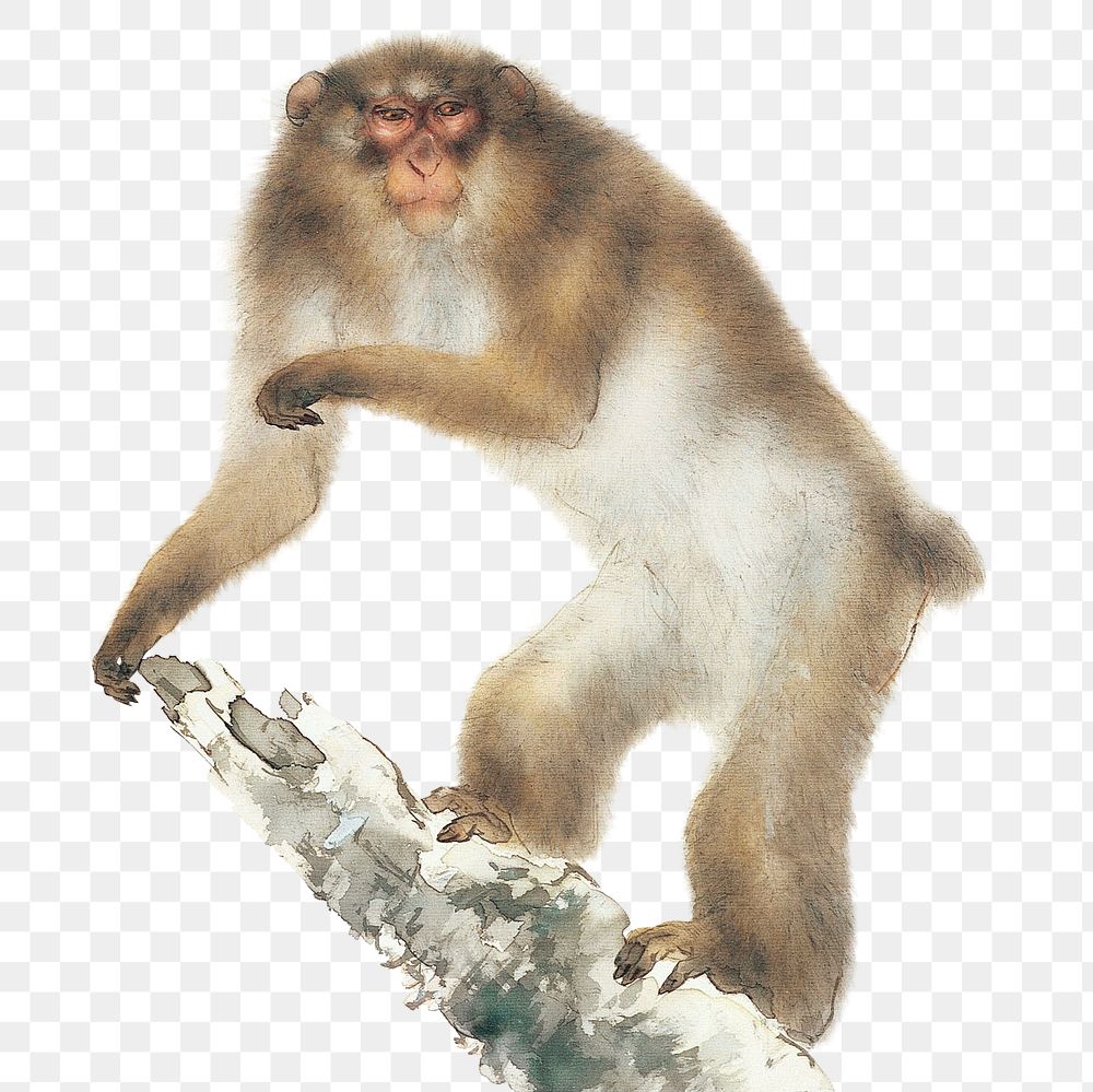 Japanese monkey png, vintage animal illustration, transparent background. Original public domain image by Kansetsu Hashimoto…