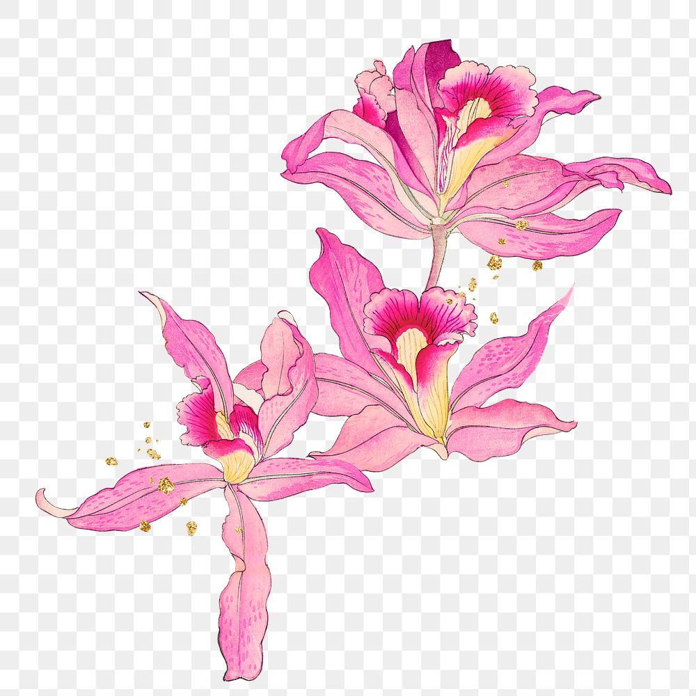 Png vintage flower illustration sticker, pink orchid, transparent background