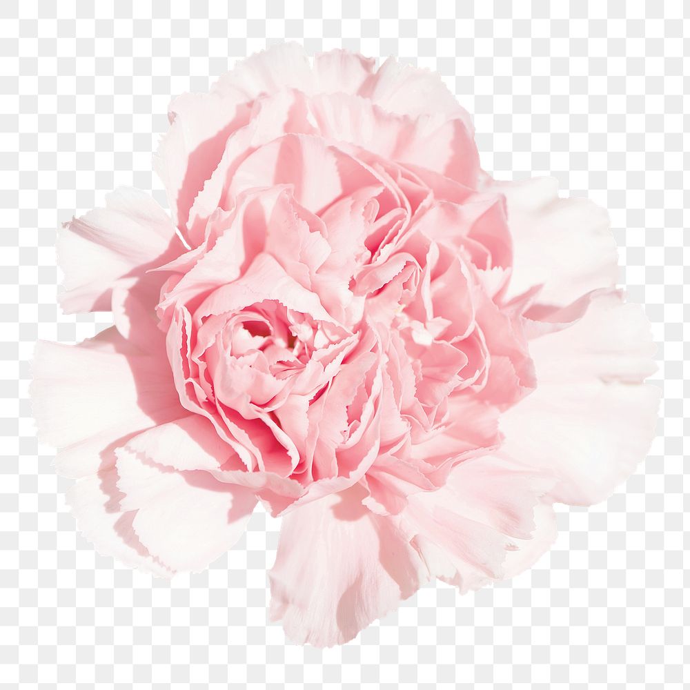 Pink carnations png sticker, transparent background