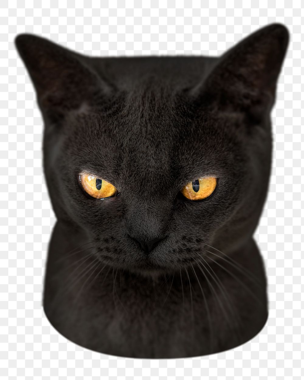 Png grumpy black cat sticker, transparent background