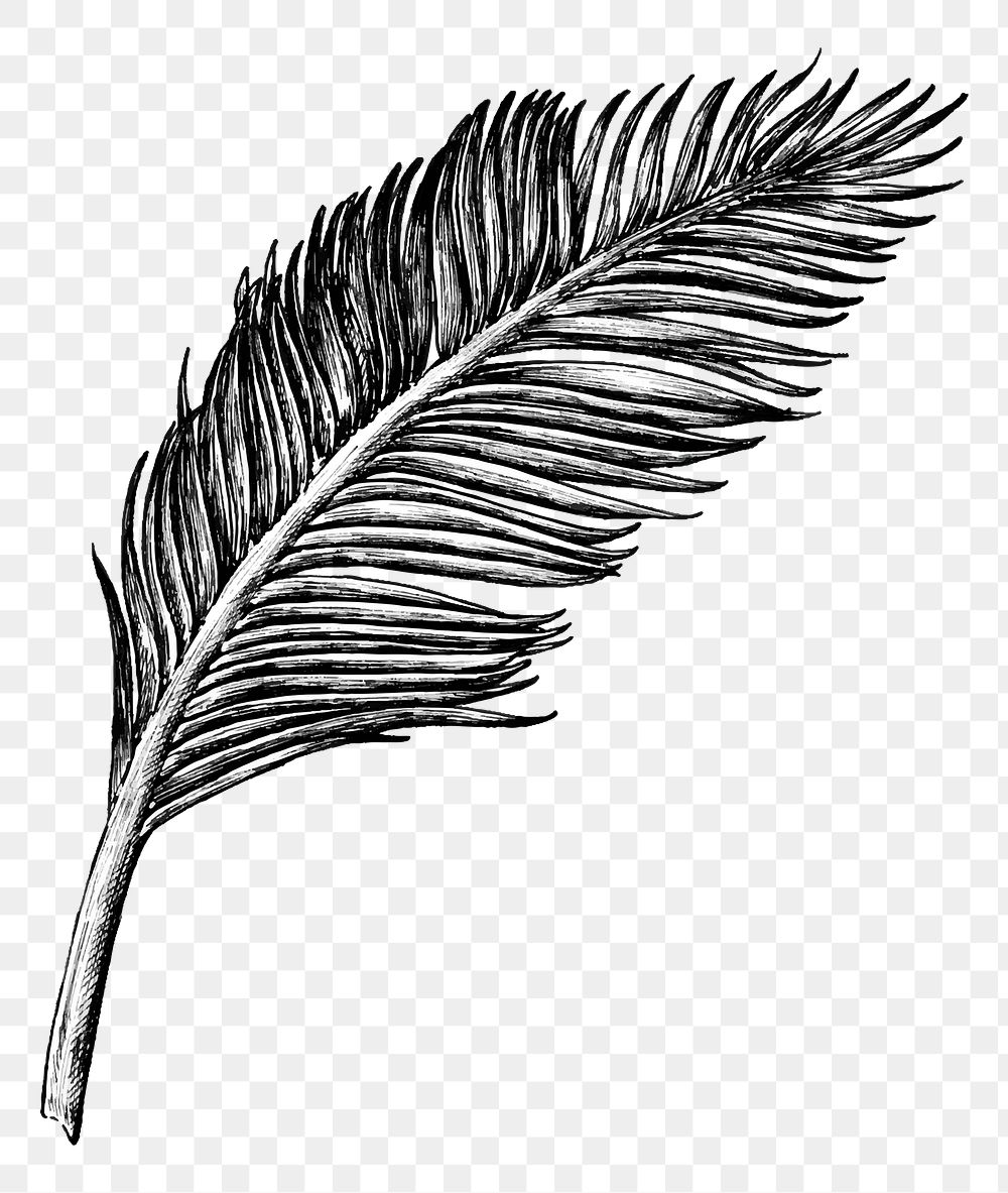 Aesthetic feather  png sticker, transparent background