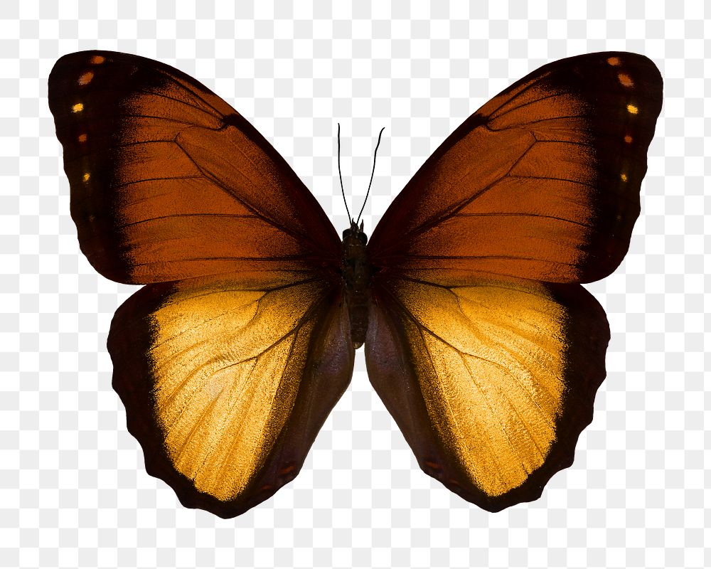 Brown butterfly png sticker, transparent background