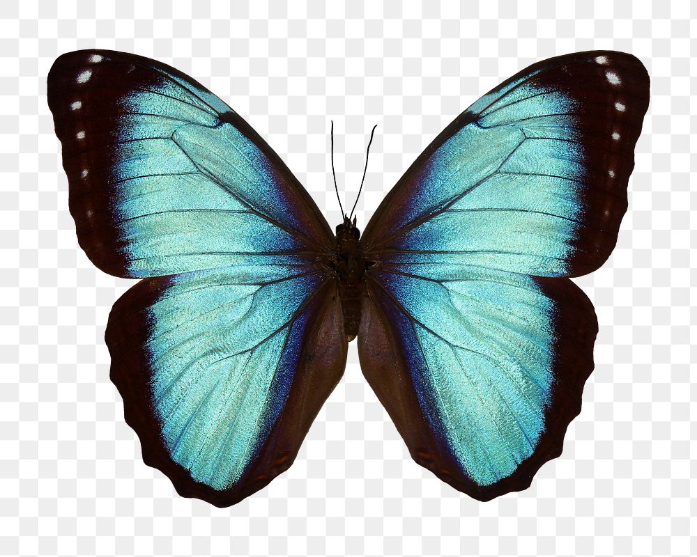 Blue butterfly png sticker, transparent background