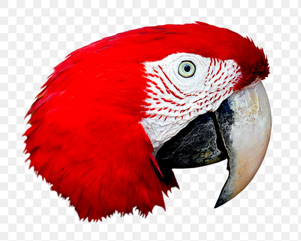 Macaw parrot png sticker, transparent background