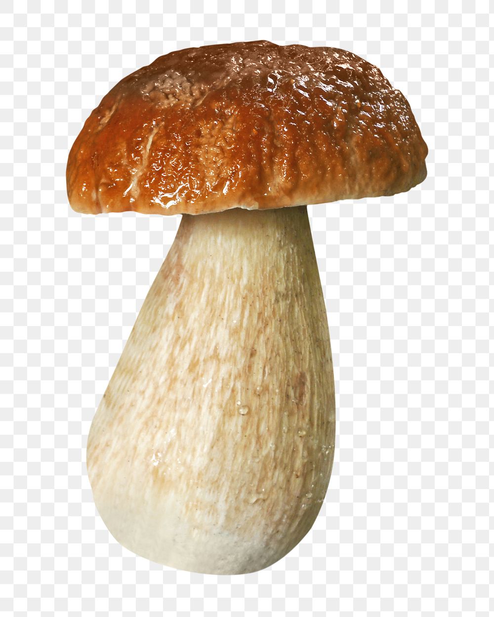 Penny bun mushroom png sticker, transparent background