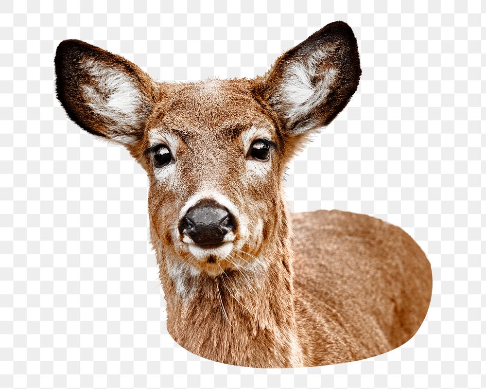 White-tailed deer png sticker, transparent background