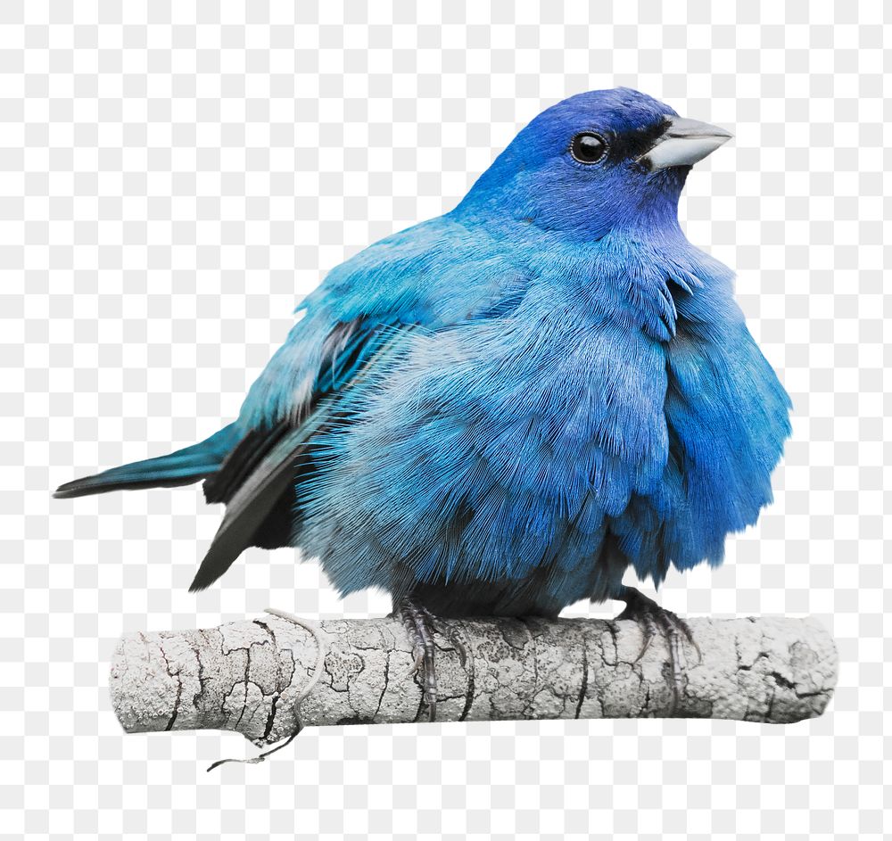 Png Indigo bunting bird sticker, transparent background