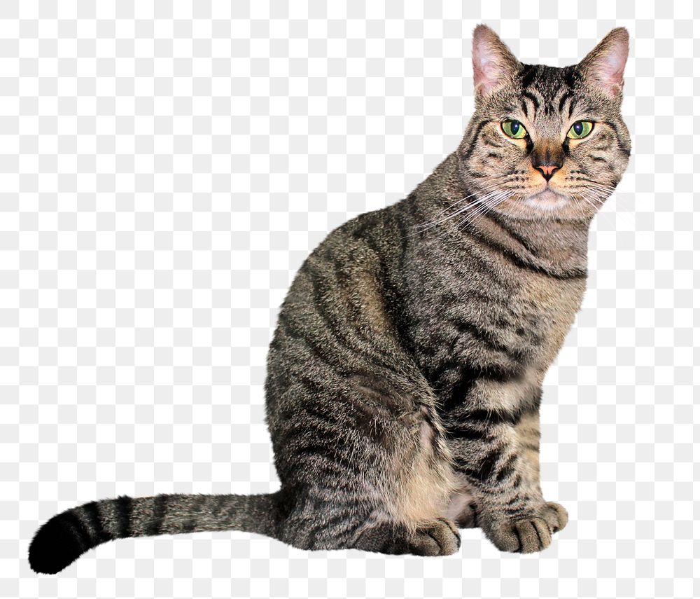 Striped cat png sticker, transparent background