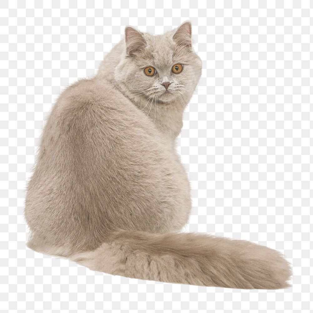 Persian cat png sticker, transparent background