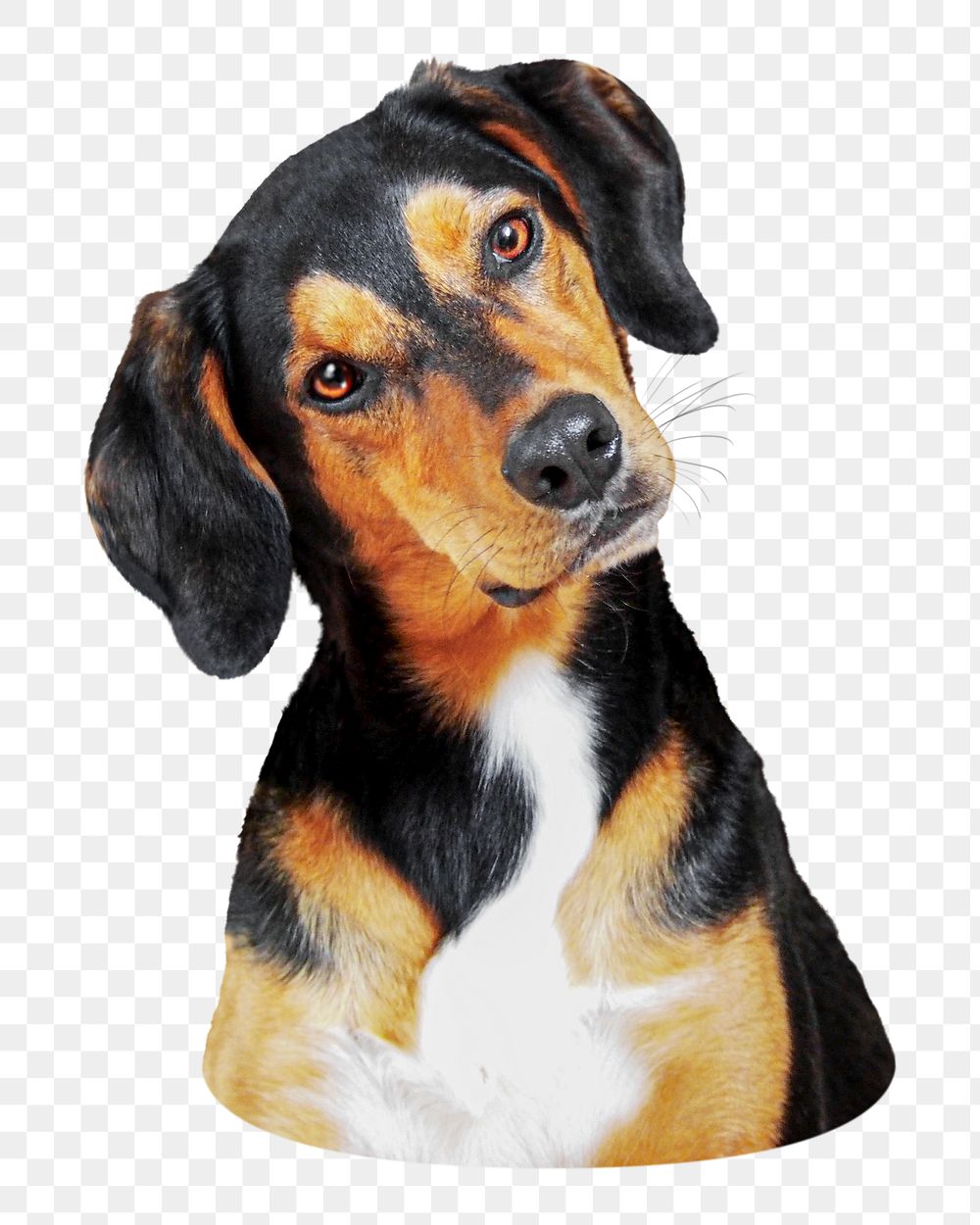 Beagle dog png sticker, transparent background