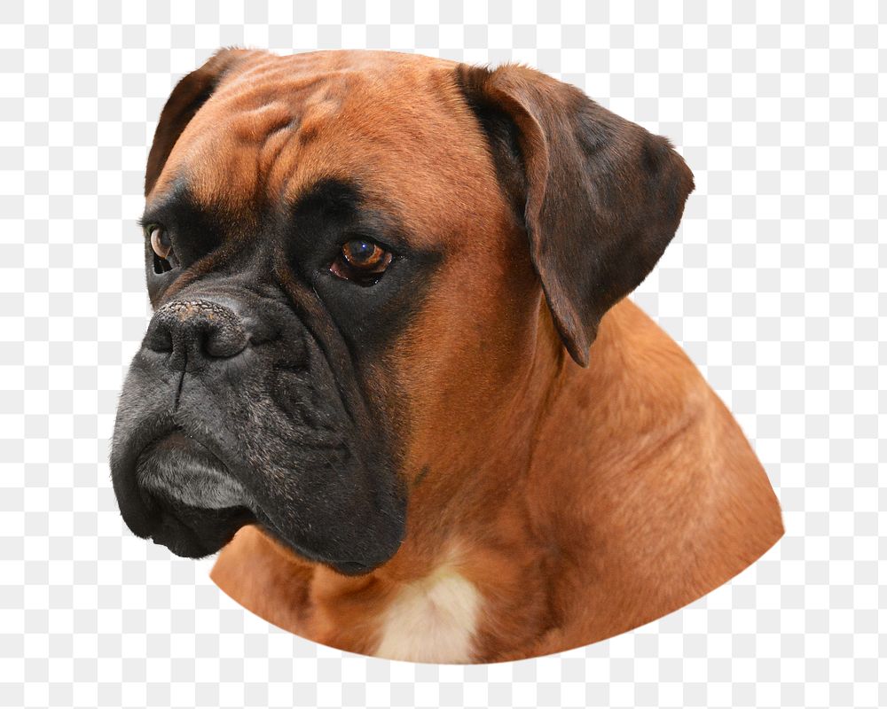 Boxer dog png sticker, transparent background