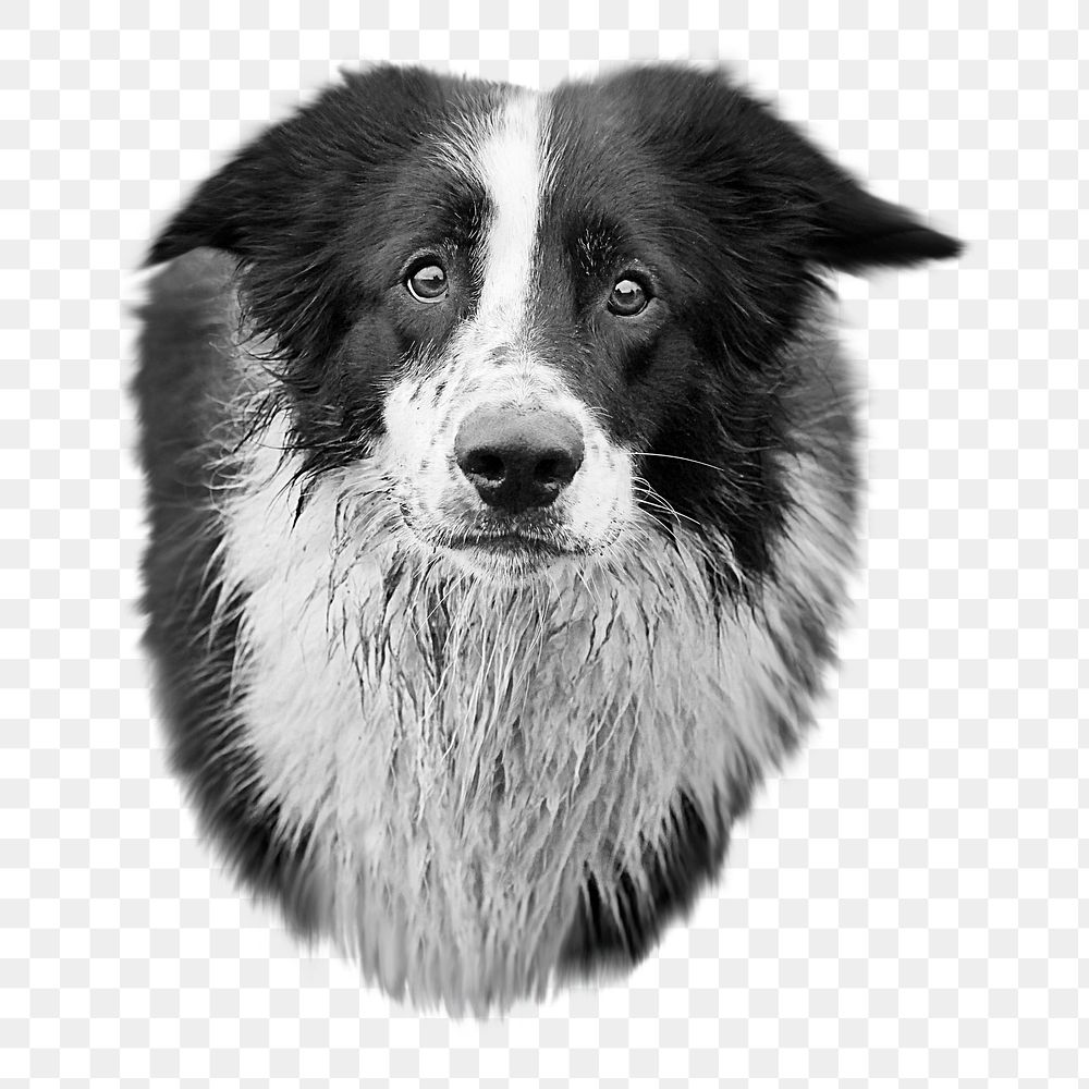 Collie dog  png sticker, transparent background