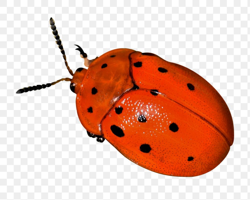 Red ladybug png sticker, transparent background