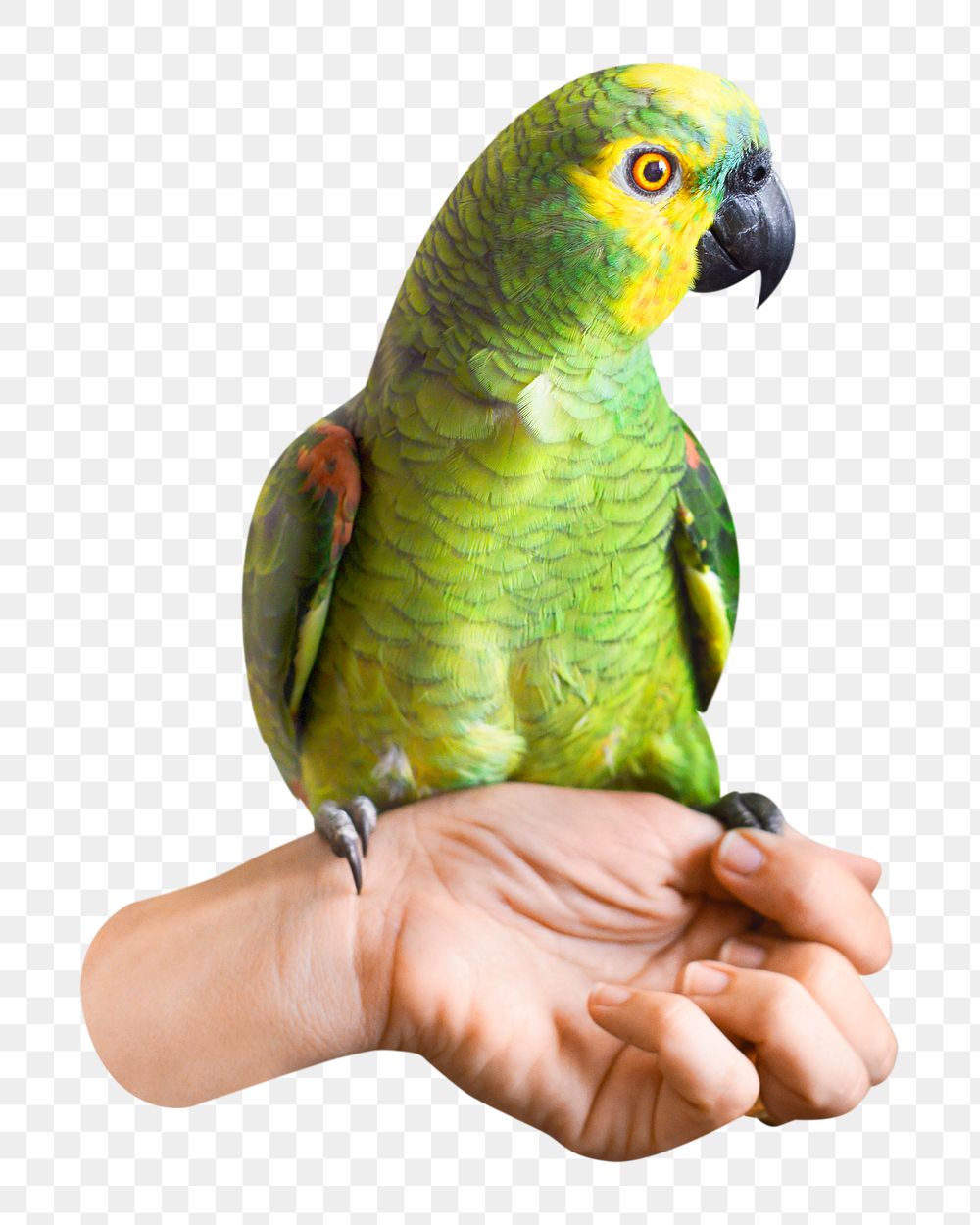 Green parrot png sticker, transparent background 