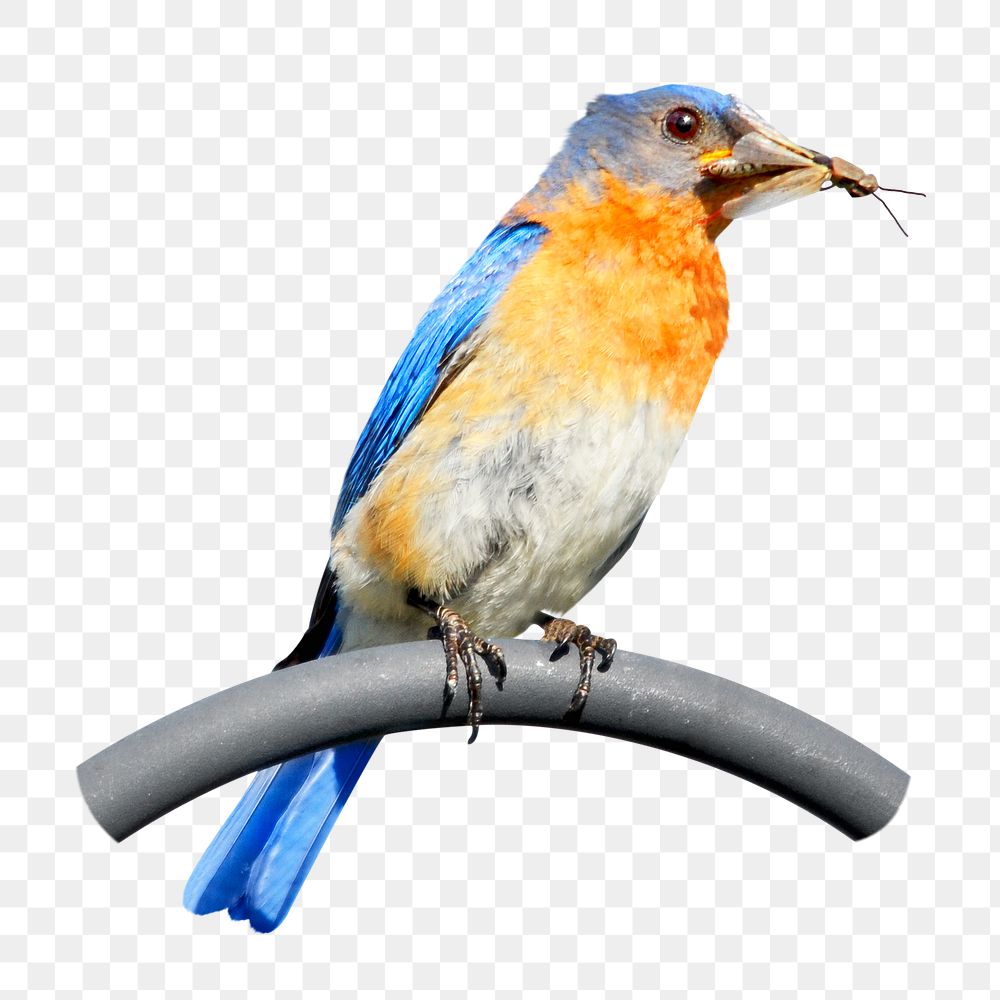 Eastern bluebird png sticker, transparent background