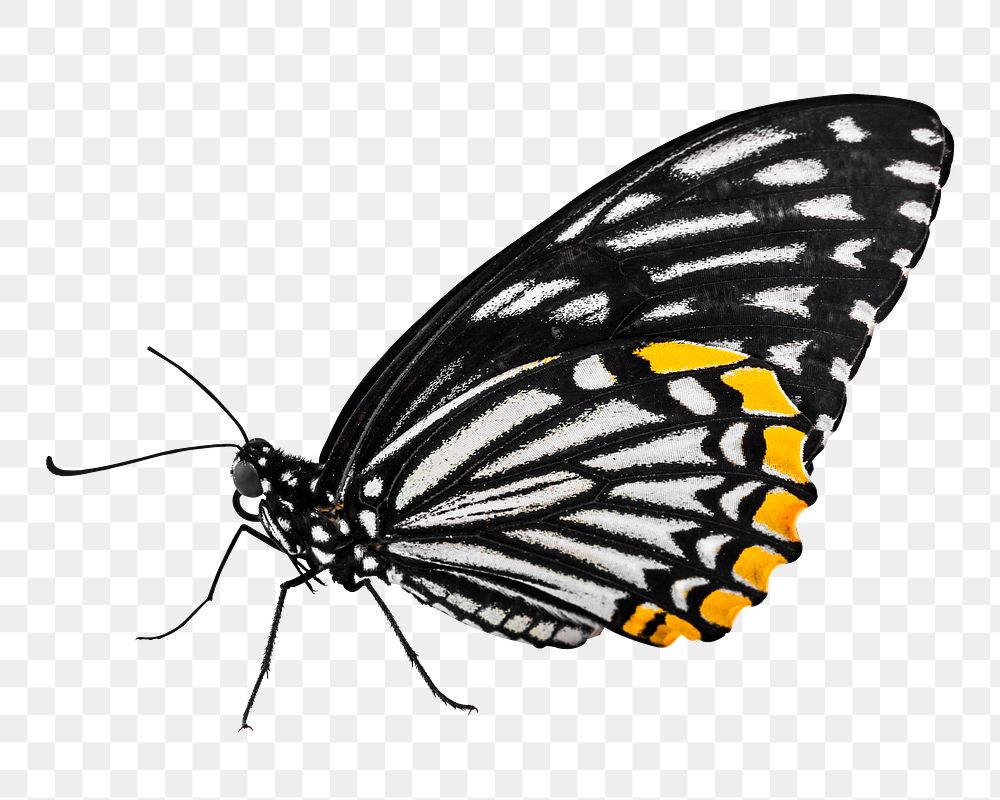 Black butterfly png sticker, transparent background