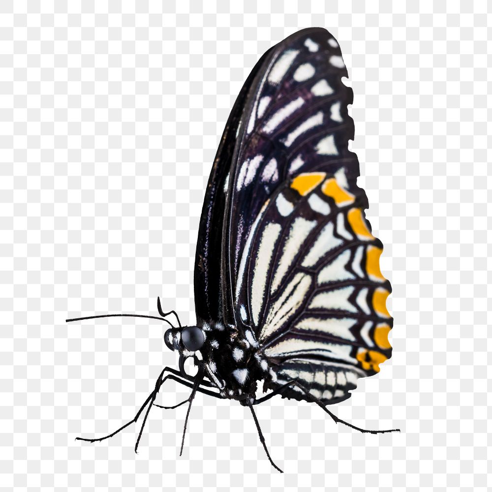 Black butterfly png sticker, transparent background