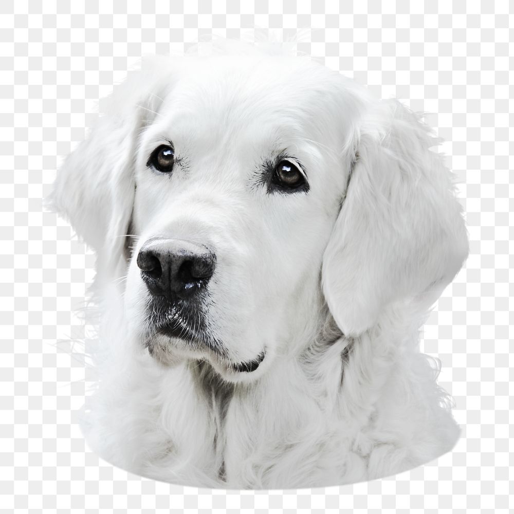 Golden retriever dog png sticker, transparent background