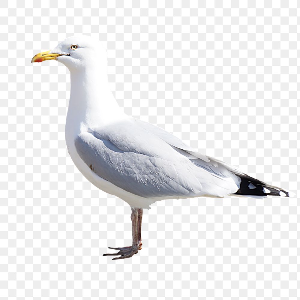 Seagull bird png sticker, transparent background