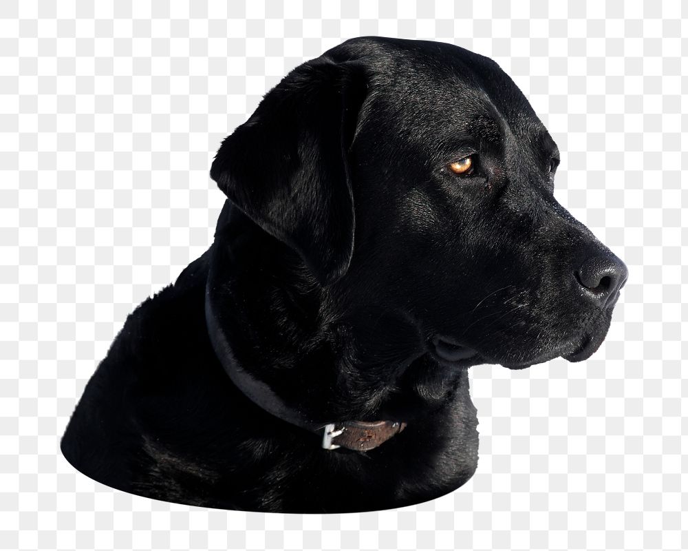 Labrador retriever dog png sticker, transparent background