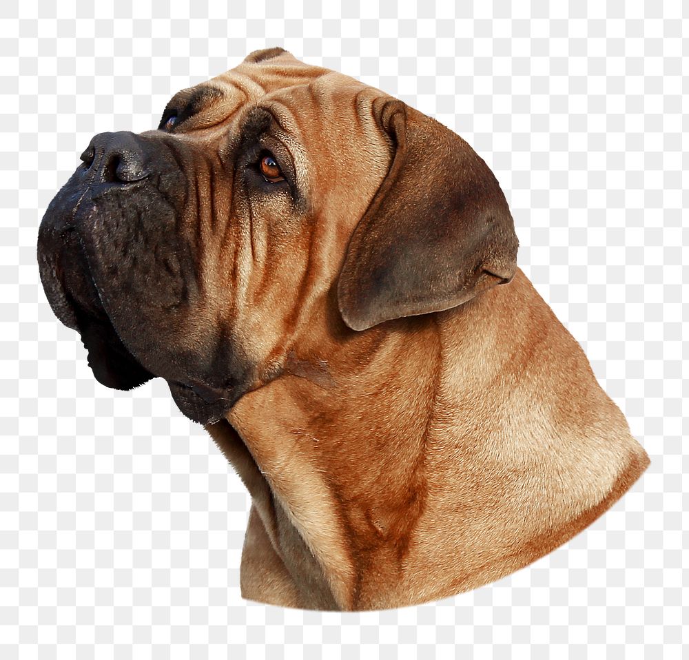 Brown bulldog png sticker, transparent background