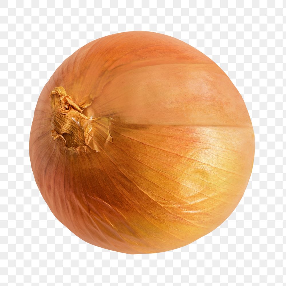 Fresh onion png sticker, transparent background