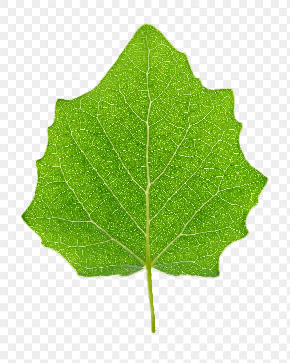 Green leaf png sticker, transparent background