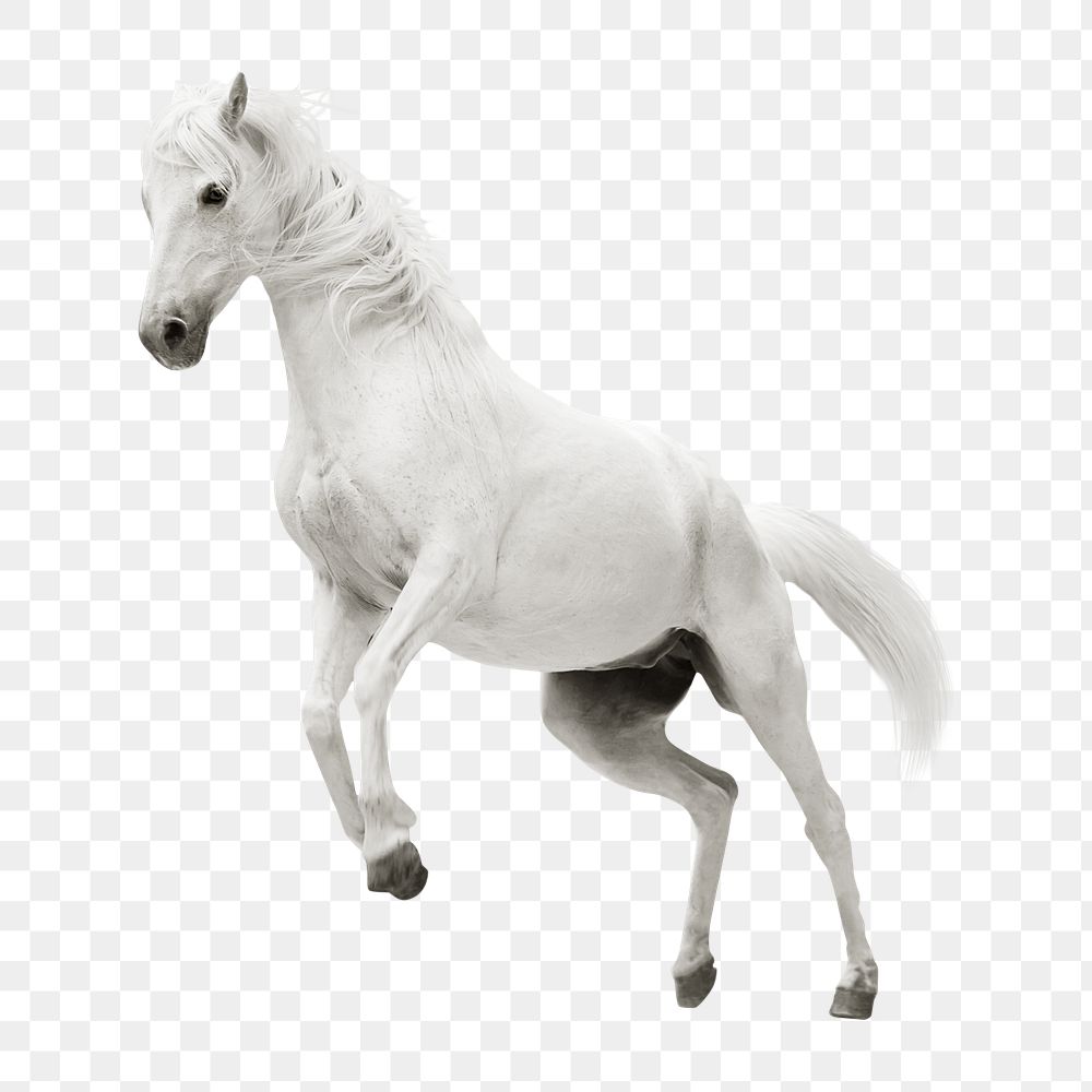 White horse rearing png sticker, transparent background