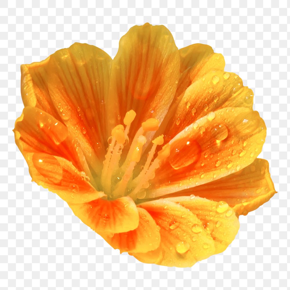 Orange lewisia png sticker, transparent background