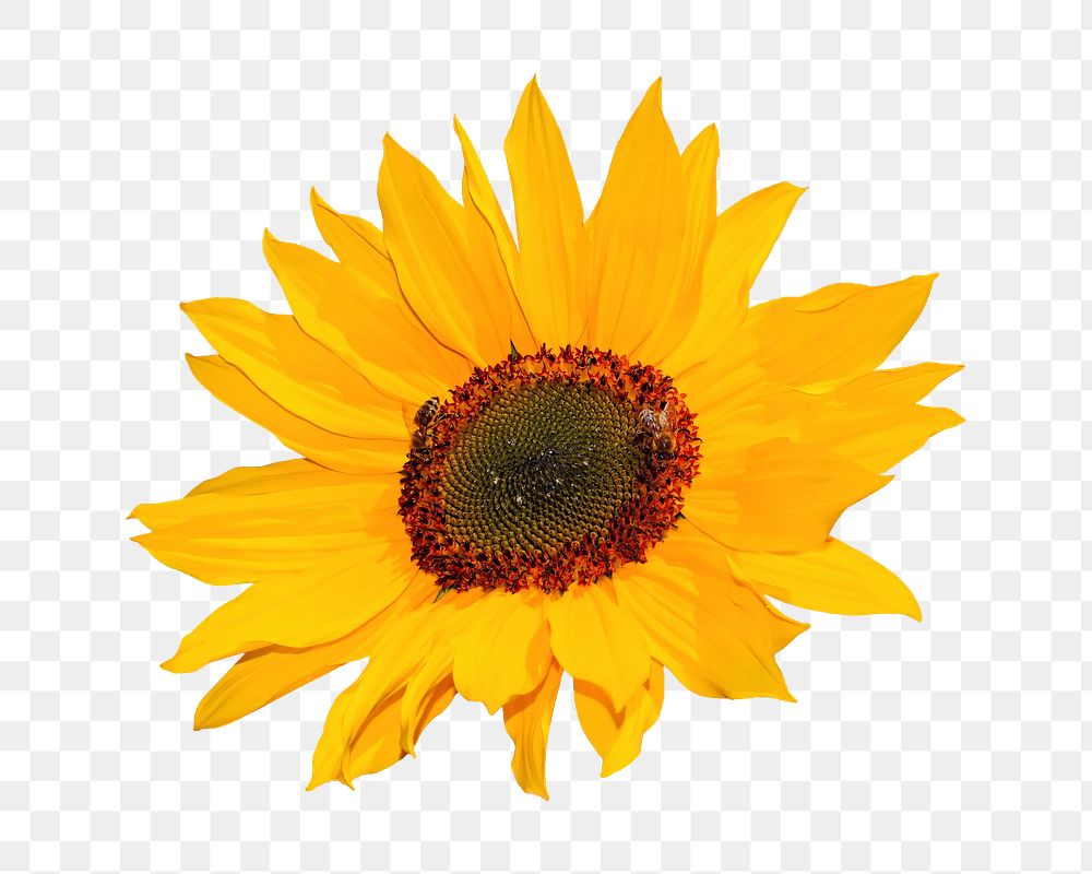 Sunflower png sticker, transparent background