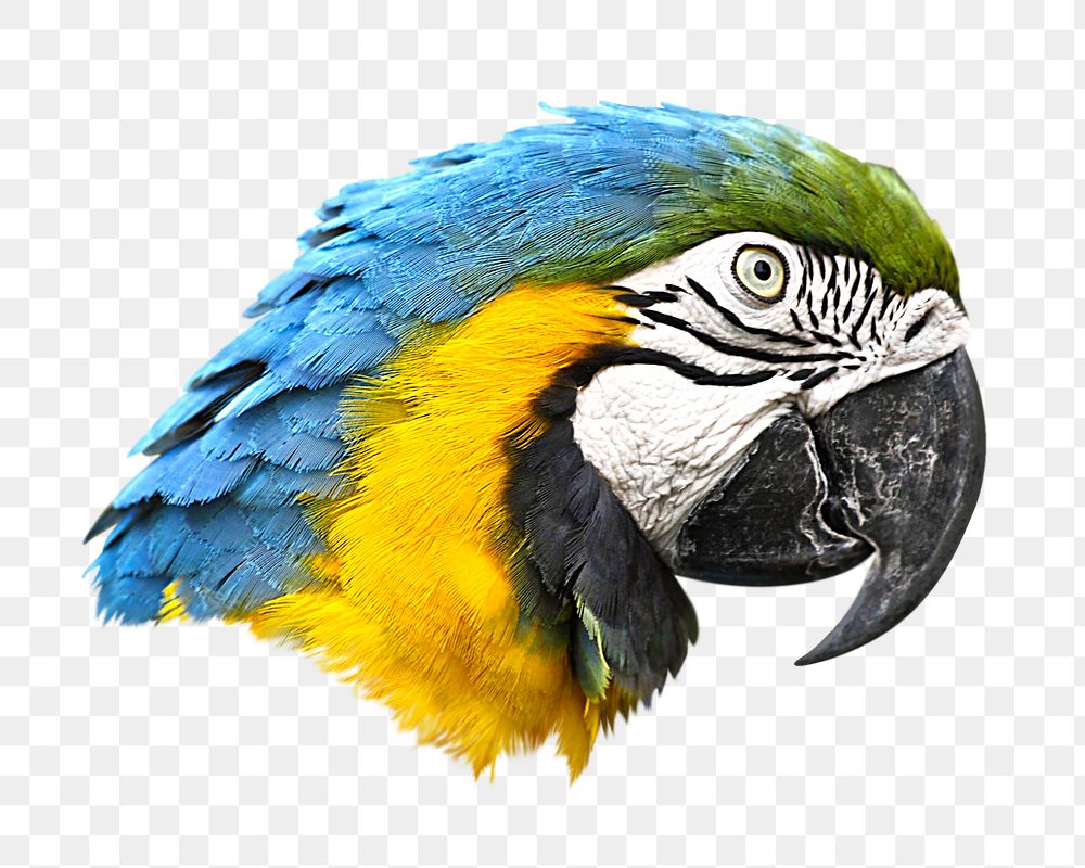 Macaw parrot png sticker, transparent background