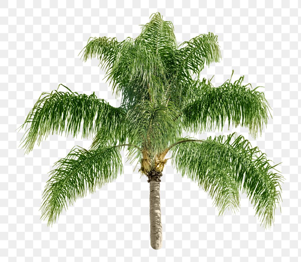 Palm tree png sticker, transparent background