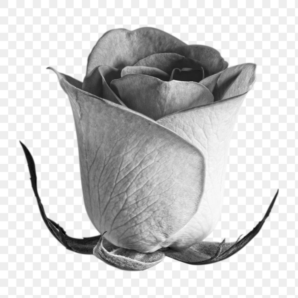 Greyscale rose png sticker, transparent background