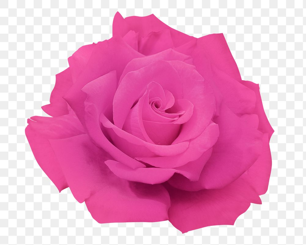 Pink rose png sticker, transparent background