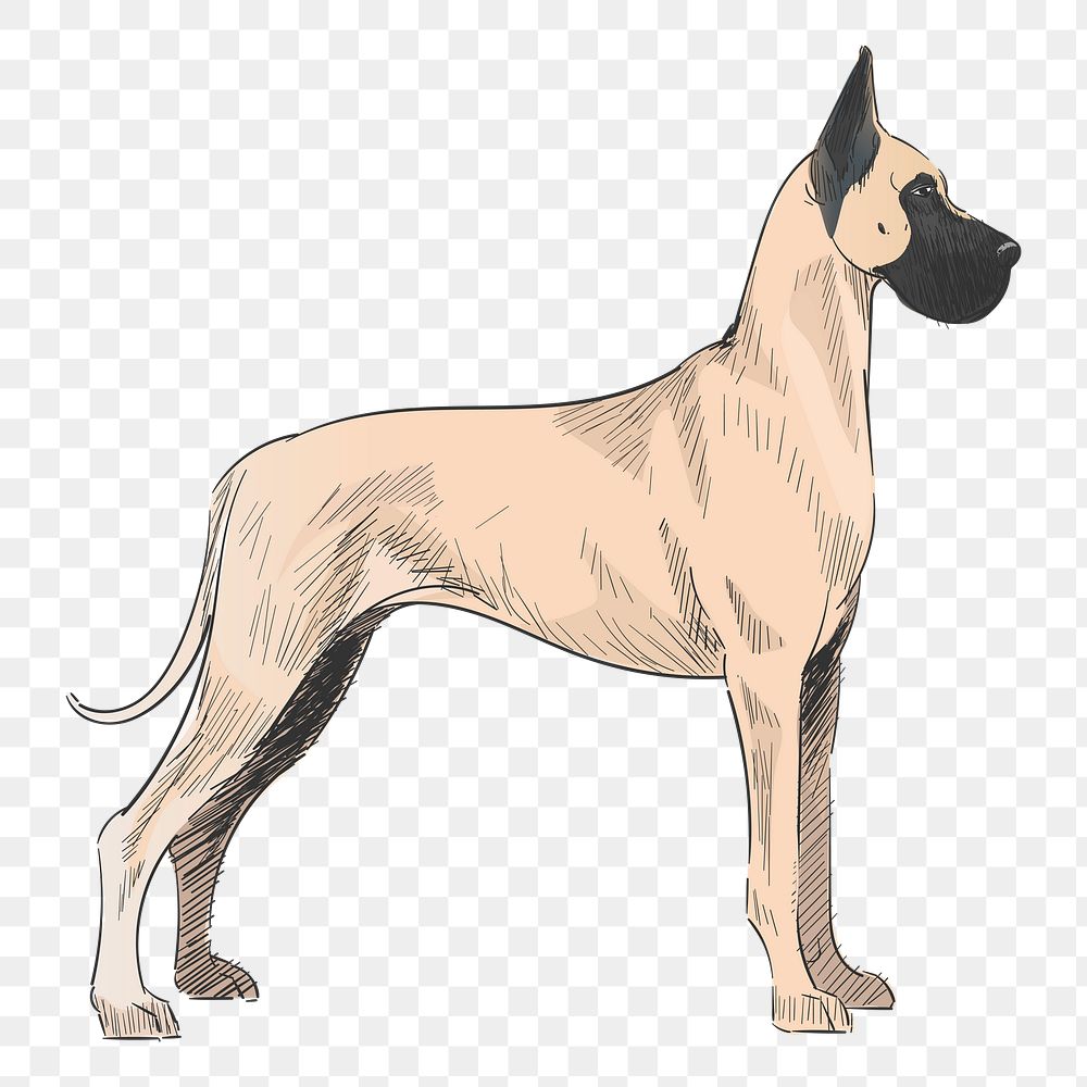 Png Great Dane dog  animal illustration, transparent background