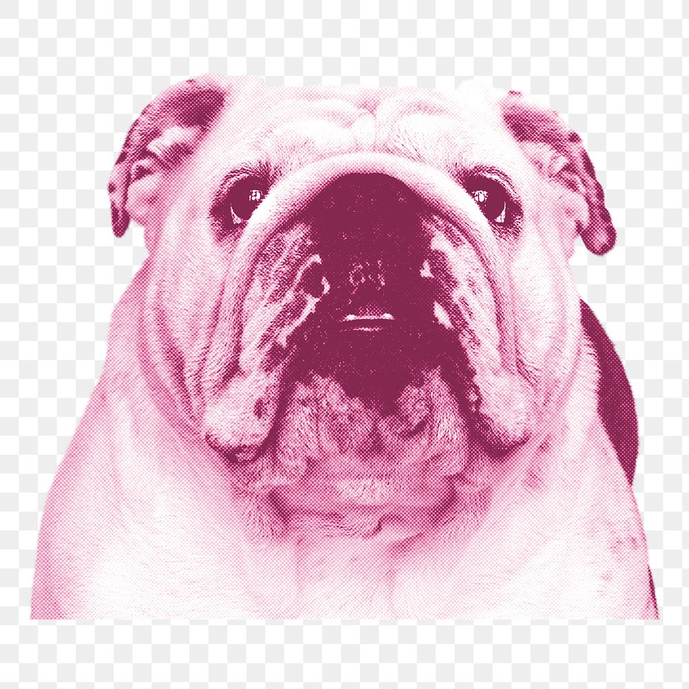 English bulldog png sticker, transparent background