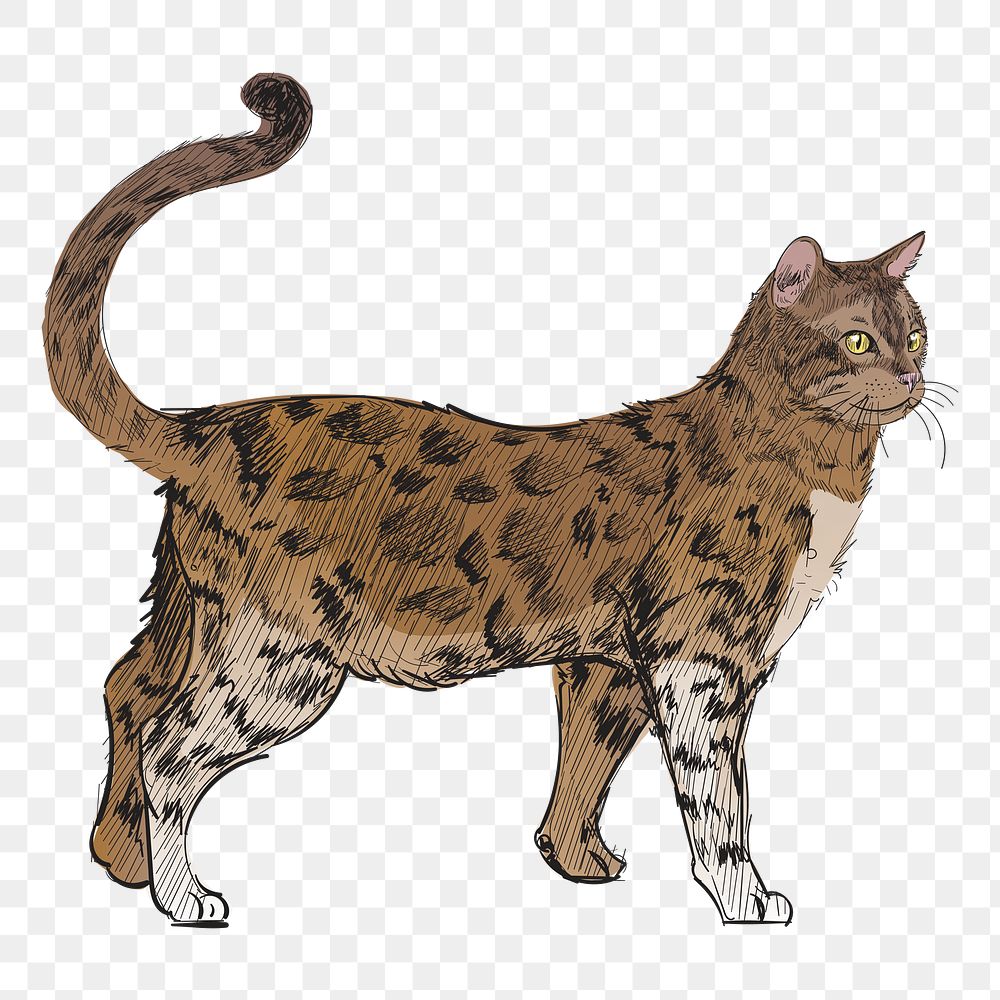 Png Bengal cat  animal illustration, transparent background