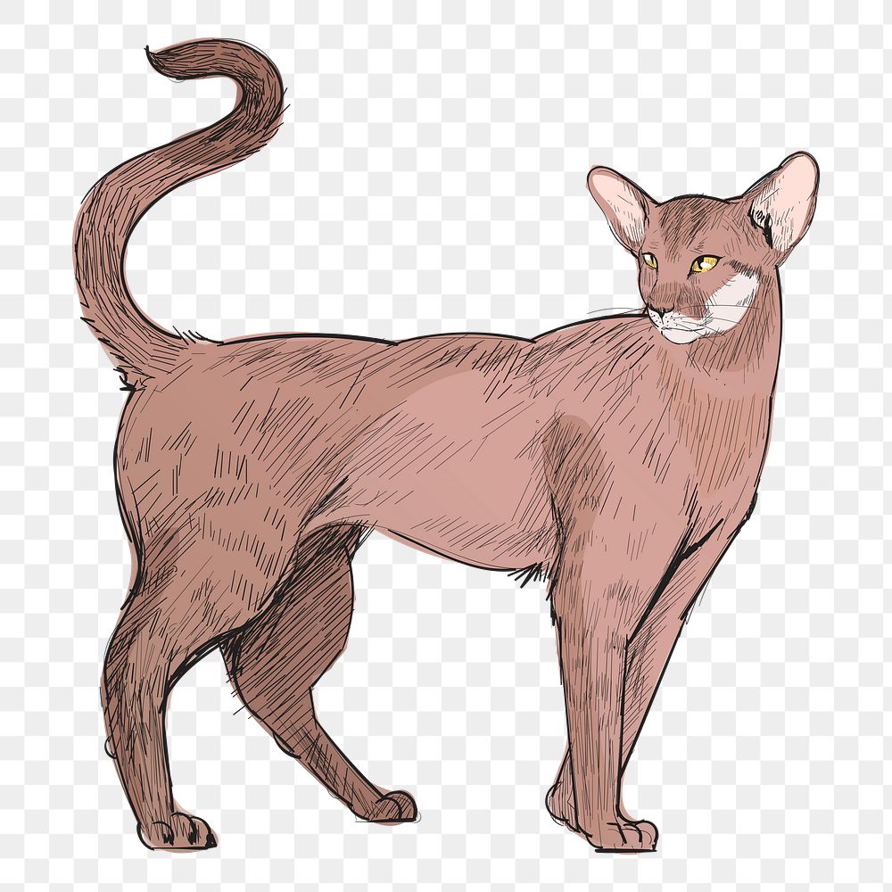 Png Oriental Shorthair  animal illustration, transparent background