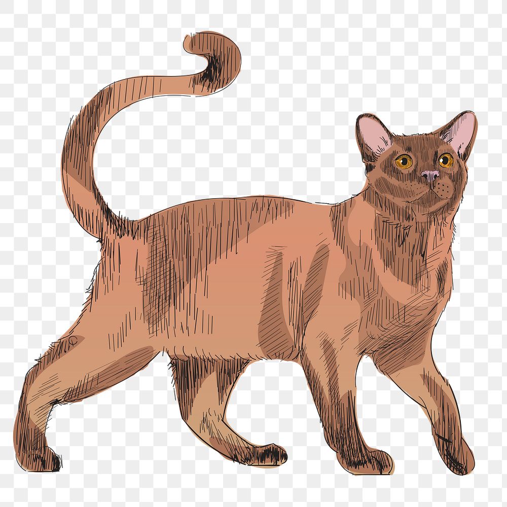 Png Burmese cat  animal illustration, transparent background