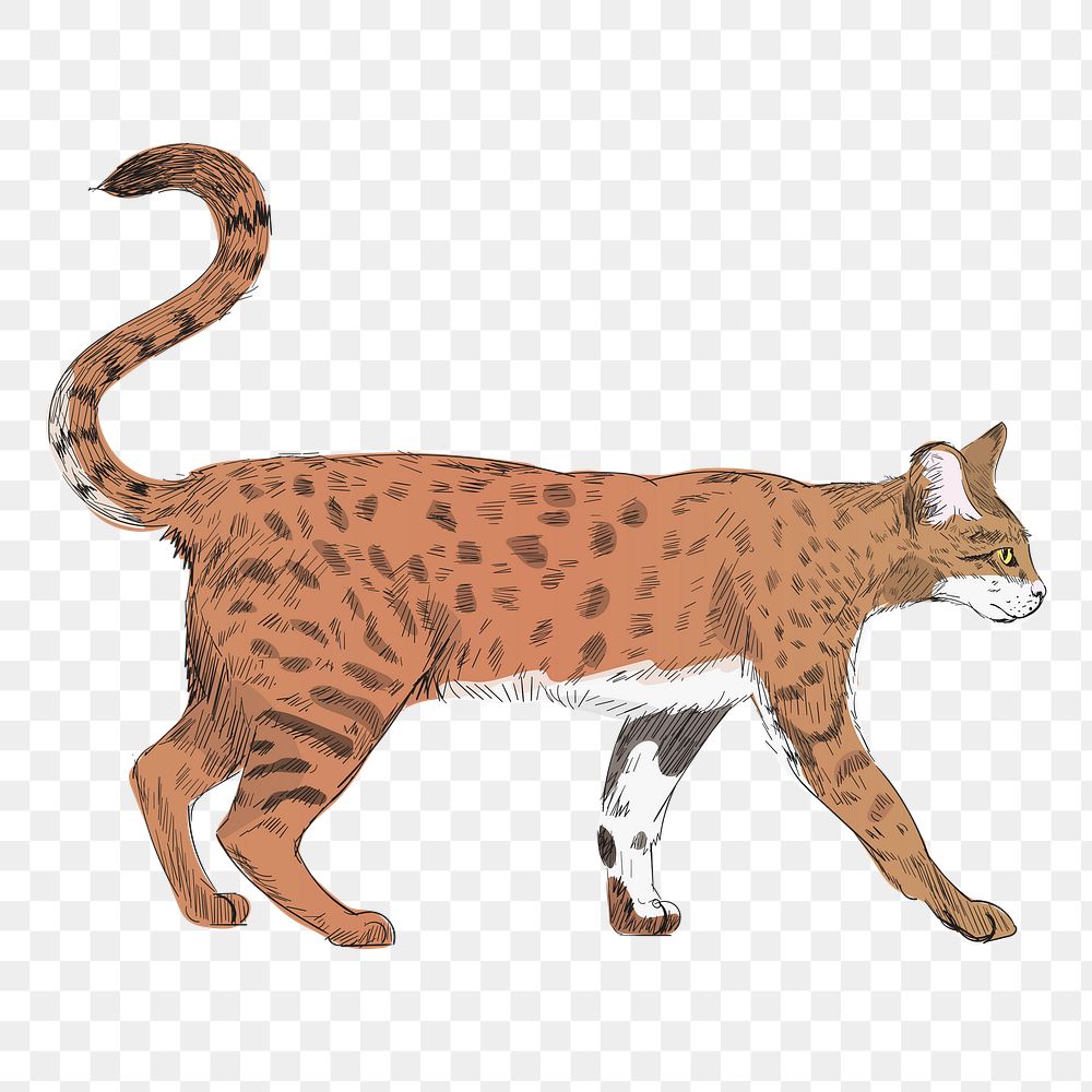 Png Savannah cat  animal illustration, transparent background