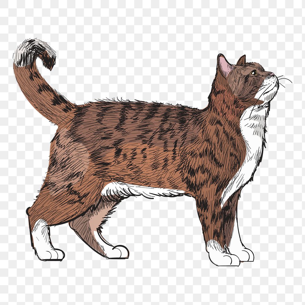 Png American Wirehair cat  animal illustration, transparent background