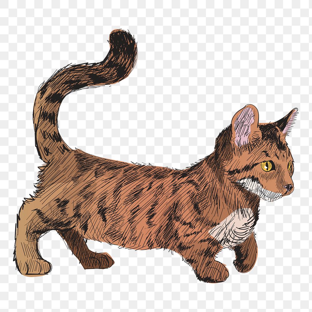 Png Dwarf cat  animal illustration, transparent background