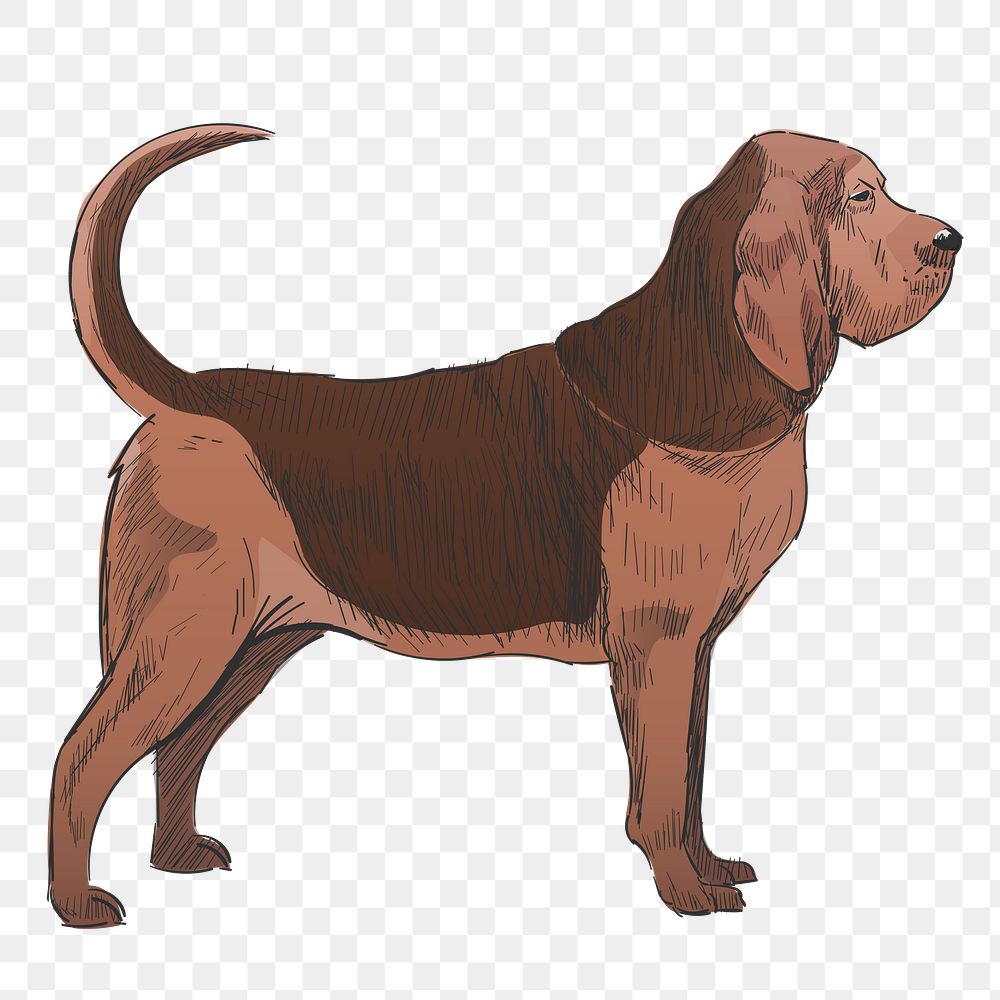 Png Bloodhound dog  animal illustration, transparent background